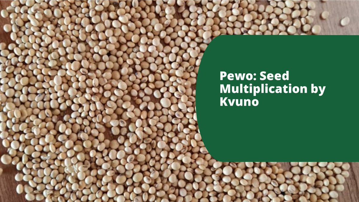 KvunoHubs's tweet photo. Ever wondered why seed multiplication is crucial for food and nutrition security? Let's break it down: https://t.co/WePFiroAyq