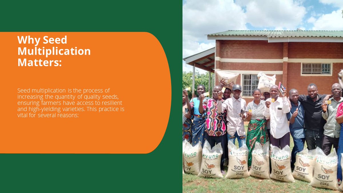 KvunoHubs's tweet photo. Ever wondered why seed multiplication is crucial for food and nutrition security? Let's break it down: https://t.co/WePFiroAyq