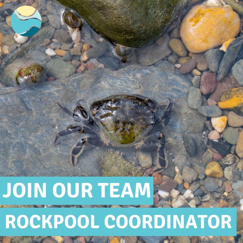 🦀🐚Calling all ocean enthusiasts! @FMConservation are looking for a volunteer Rockpool Coordinator! 

To apply email info@falmouthmarineconservation.co.uk and tell @FMConservation why you’d like to apply for this role & any relevant experience you may have.