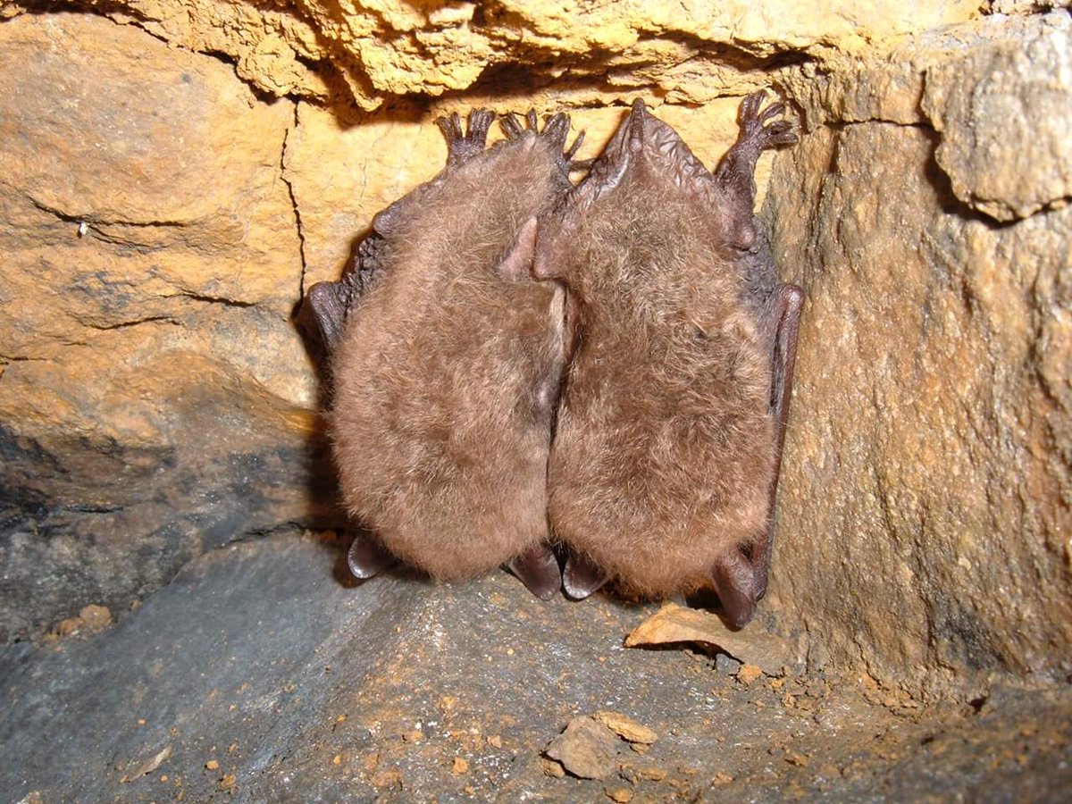 TragusTraining's tweet photo. Last few places left on our 'Bats in Winter' workshop. A closer look at the behaviour of bats during winter - physiological/behavioural adaptations, hibernacula sites, ID and surveying.
22nd Feb. 9.30am-1pm. £50.
20% of profit donated to @_BCT_
#lovebats #BatsinWinter https://t.co/UVbZURNlM9