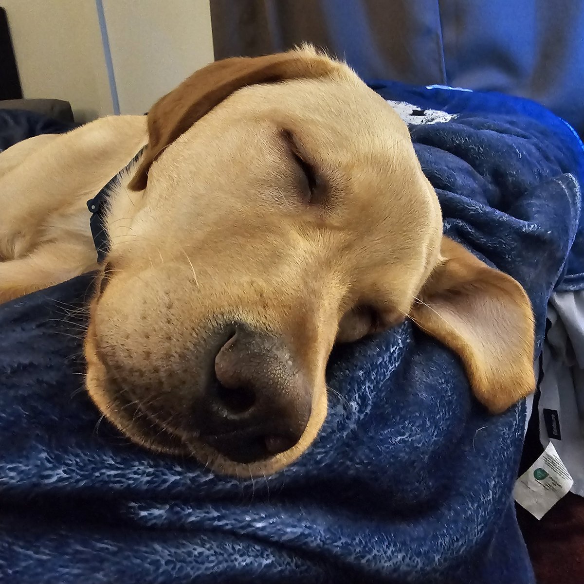 mtl2020's tweet photo. Moose taking a nap 🫎 🫎 🫎 https://t.co/QU3WmLpvQE