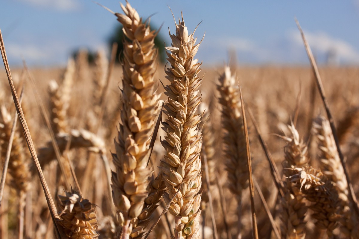 IfapaJunta's tweet photo. Un estudio del #IFAPA en #Córdoba investiga los efectos del cambio climático en la resistencia del #trigo a enfermedades🌾

Fruto del trabajo se ha defendido una tesis doctoral y publicado 4 artículos científicos en revistas de impacto

🔗Lee la noticia en https://t.co/8lS14JYfmV https://t.co/M846pRPzgR