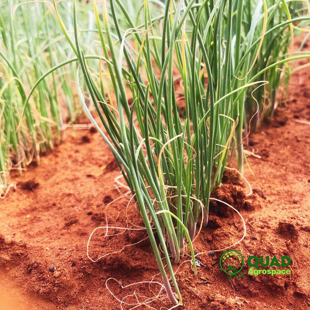 Quad Agrospace tweet media