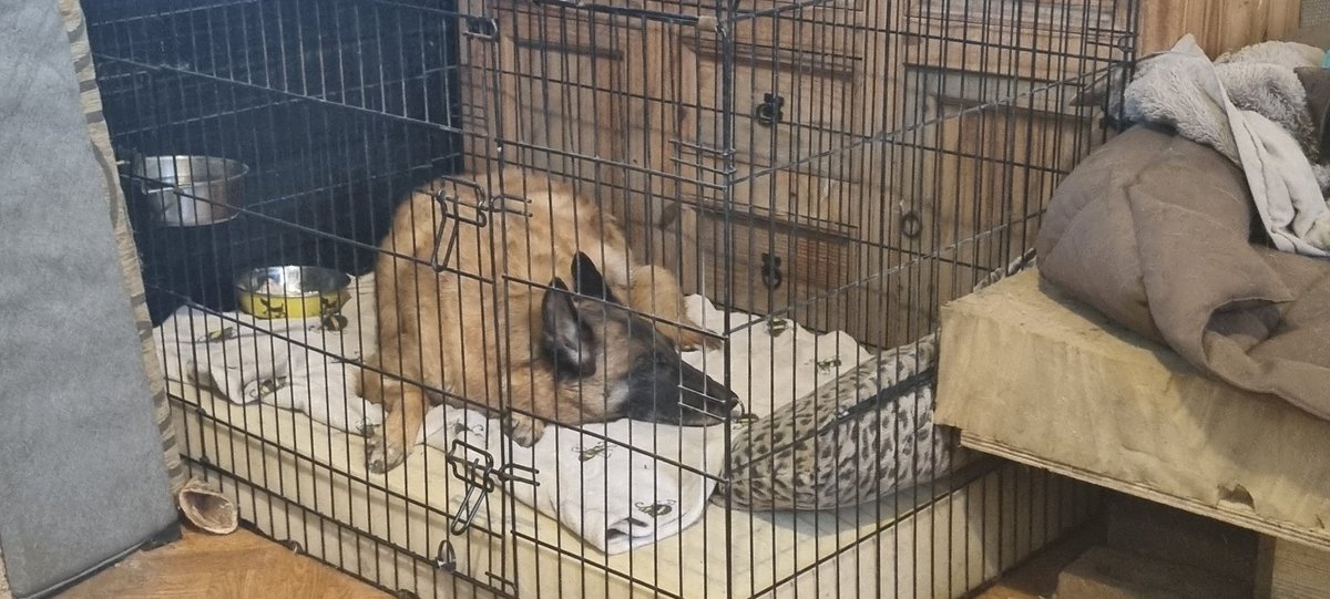 rabblepack tweet picture