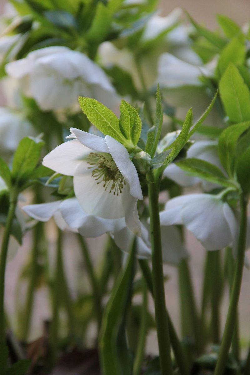 wabbey's tweet photo. #Lent begins tomorrow and these hellebores - also known as Lenten roses - are flowering in the Little Cloister garden.

The garden is on the site of the monastic infirmary and was originally set aside for recuperation after illness. https://t.co/VtnmNUsk2n
