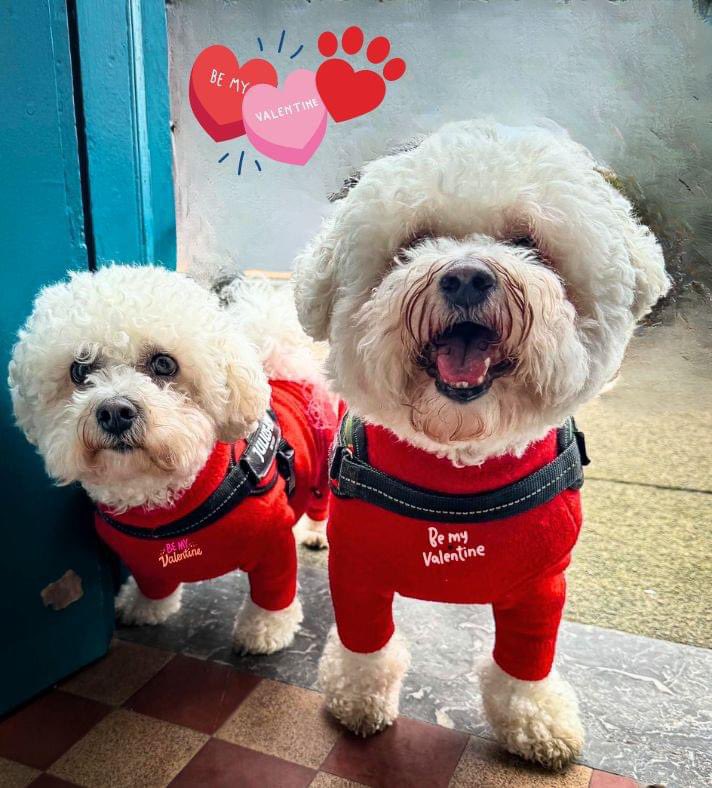 IOCDistillers's tweet photo. It's Valentine's Day week and we couldn't resist these two beauties who came in to the distillery for a wee biscuit ❤ https://t.co/S5esYcGeMp