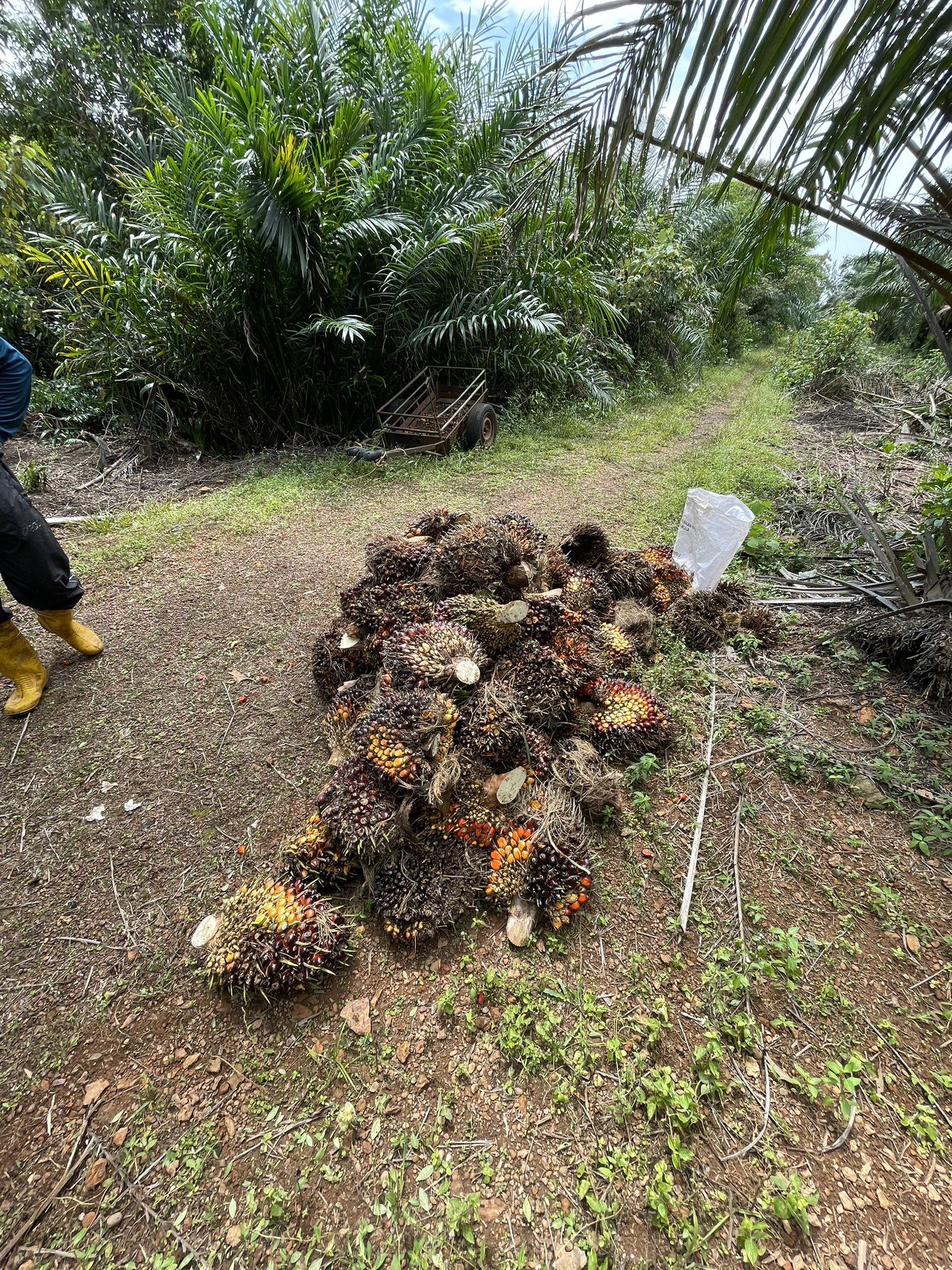 Palm Oil India