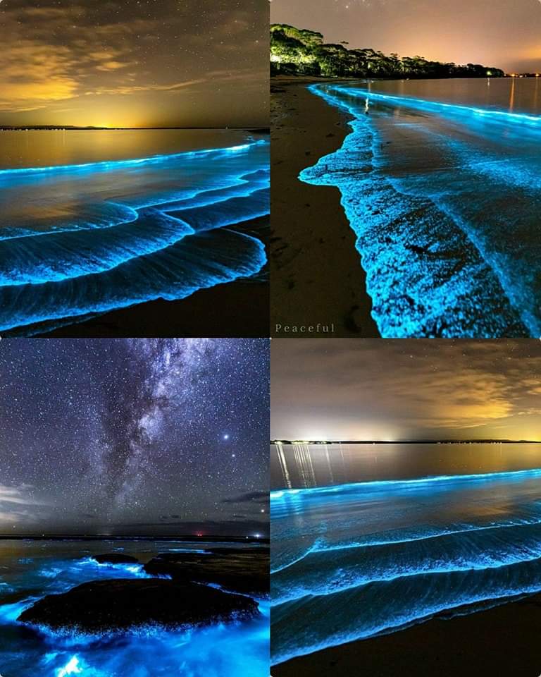 Sheikh9067's tweet photo. Bioluminescence 💫💙 https://t.co/ZgeXxWqJ8V