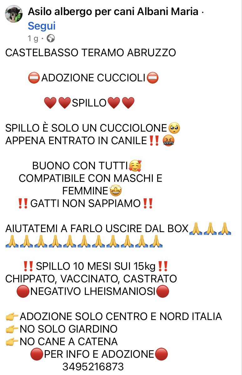 pattyfra1's tweet photo. ASILO ALBERGO PER CANI ALBANI MARIA
~ Castelbasso Teramo, Abruzzo
🆘SPILLO CERCA CASA🆘
10 mesi sui 15 kg buono con tutti
👉INFO/ADOZIONE ☎️349.5216.873
#spillo #SosCuccioli
🙏AIUTIAMO CON TANTI RT questo splendido cucciolo🙏🆘🔁🙏🆘🔁🙏🆘🔁🙏🆘🏡🐾🔁❤️ https://t.co/Q0taLzmh2y
