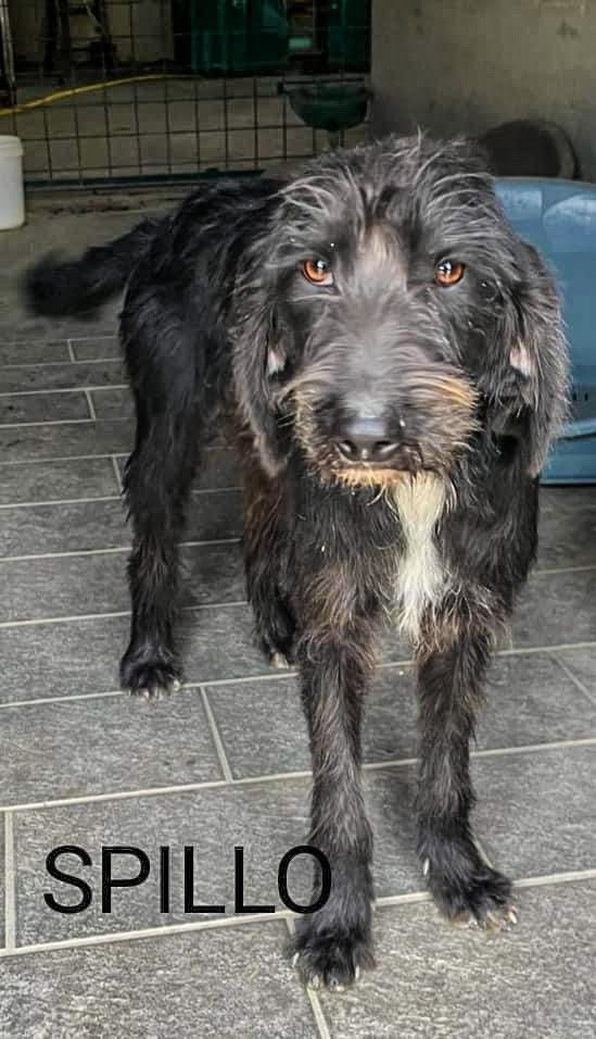 pattyfra1's tweet photo. ASILO ALBERGO PER CANI ALBANI MARIA
~ Castelbasso Teramo, Abruzzo
🆘SPILLO CERCA CASA🆘
10 mesi sui 15 kg buono con tutti
👉INFO/ADOZIONE ☎️349.5216.873
#spillo #SosCuccioli
🙏AIUTIAMO CON TANTI RT questo splendido cucciolo🙏🆘🔁🙏🆘🔁🙏🆘🔁🙏🆘🏡🐾🔁❤️ https://t.co/Q0taLzmh2y