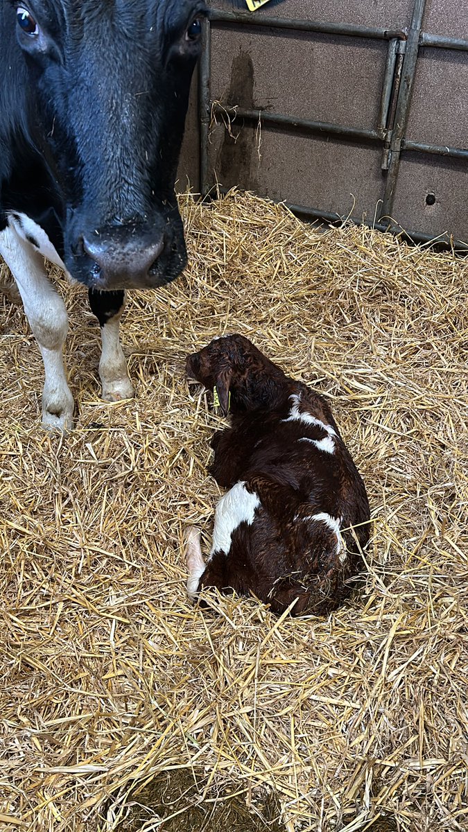 Great run of heifers this year but every red calf seems to have a set of sliotars🤯🤯🙈