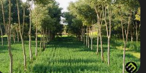 Practicing agroforestry can promote soil carbon sequestration while also improving agroecosystem function & resilience to climate extremes by enriching soil fertility & soil water retention.
 Diversifying rural incomes as well.