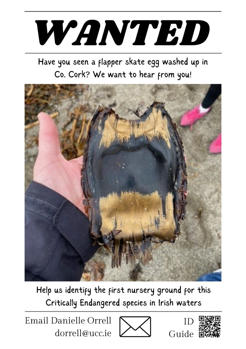 Thanks to social media, I received another record for the Critically Endangered flapper skate... found just 3km down the road!🤯Please circulate this call for information. Let's find Ireland's first flapper skate nursery!⚡️