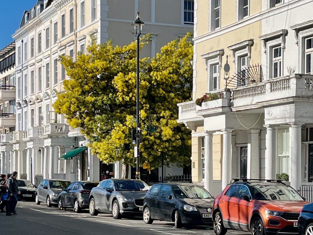 Yesterday it was sunny in London, so it being mid-February, I went to check on the AMAZING Pimlico Mimosa. I wasn't disappointed!
#LondonisaForest