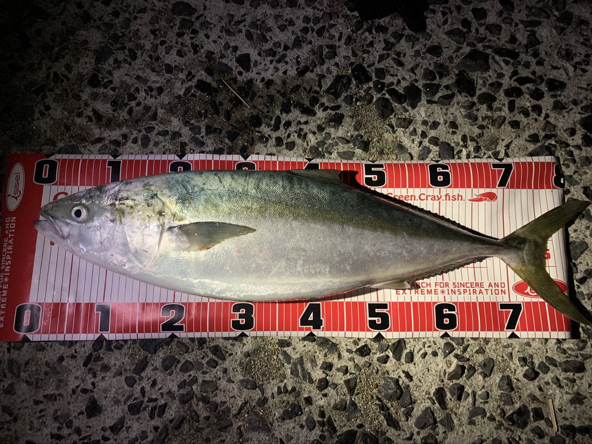 gai_fishing's tweet photo. やりました！！

80over文句なしの寒鰤😭
最高、ほんまにこの一言です

釣れた瞬間手の震え止まらんかった
今も余韻やばいです。

#VENDAVAL101M https://t.co/45HDOcCH0s