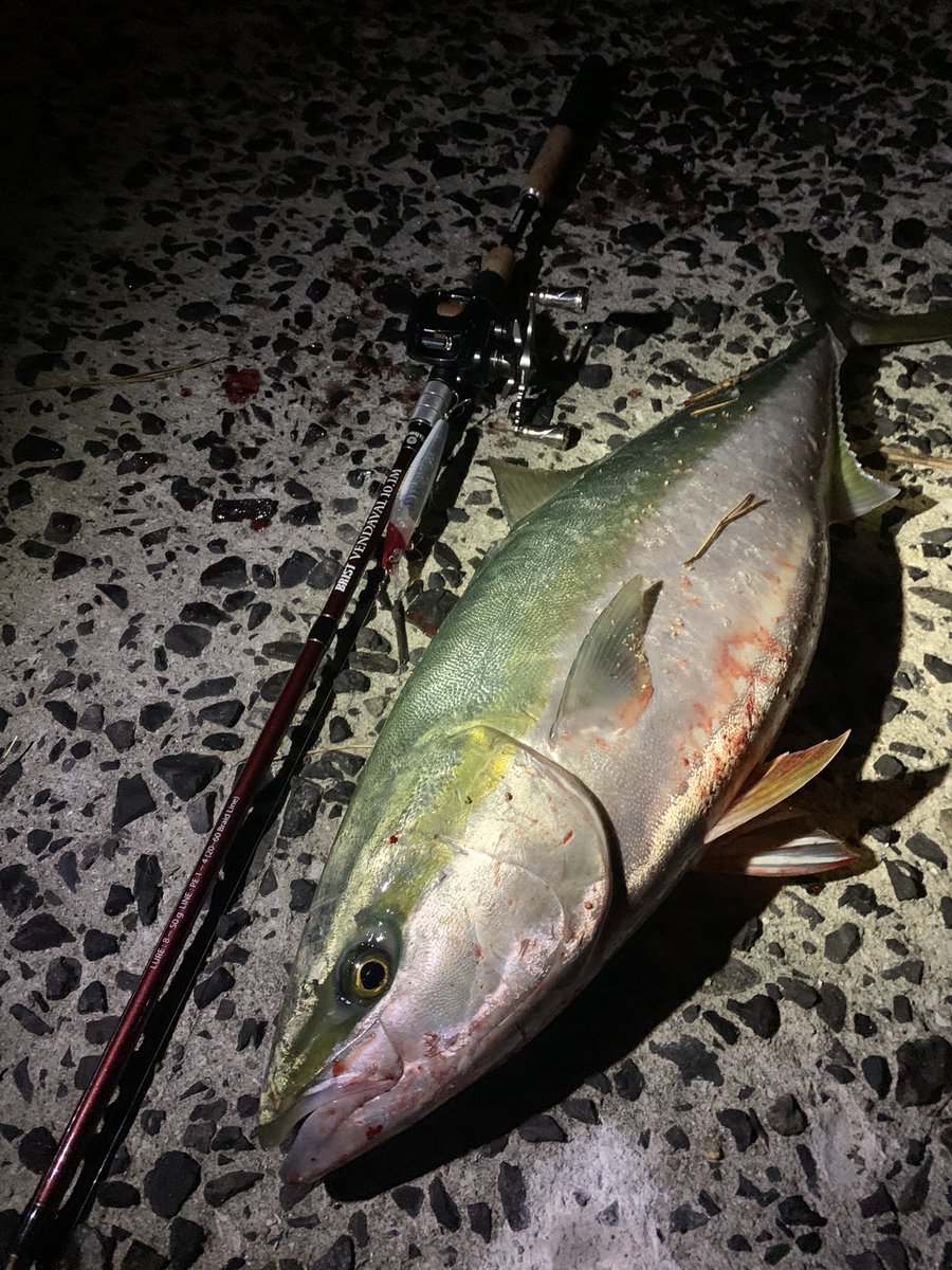 gai_fishing's tweet photo. やりました！！

80over文句なしの寒鰤😭
最高、ほんまにこの一言です

釣れた瞬間手の震え止まらんかった
今も余韻やばいです。

#VENDAVAL101M https://t.co/45HDOcCH0s