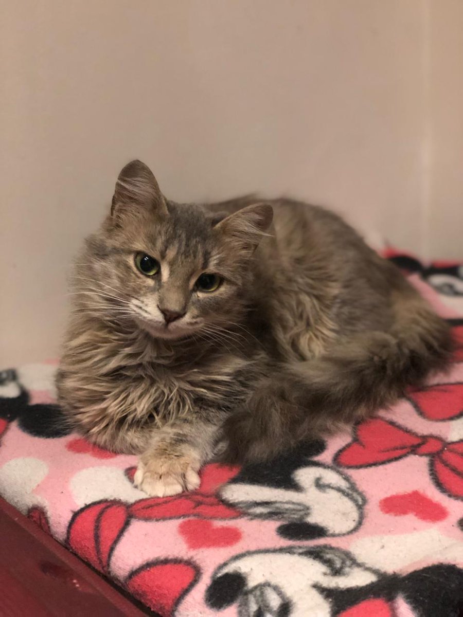 بنوتة أوي ❤️ لسة خايفة مننا شوية ولكن لسة في اوضة لوحدها عشان نعرفها على قططنا بالتدريج من غير ما تتخض