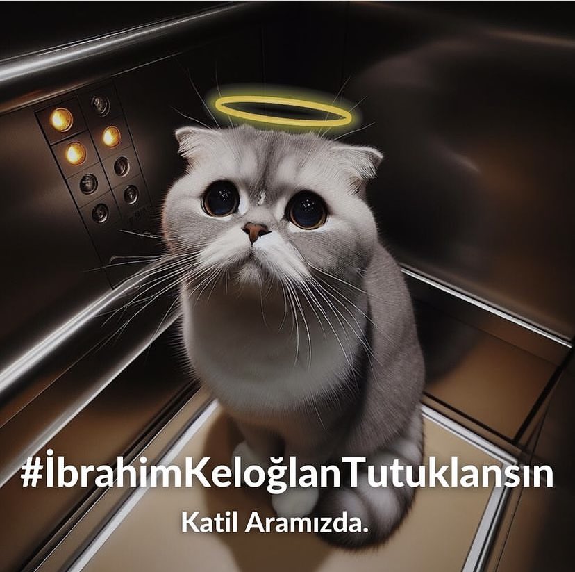 utkucerenn's tweet photo. #ibrahimkeloglantutuklansın Katil aramızda! https://t.co/unExXNNxju