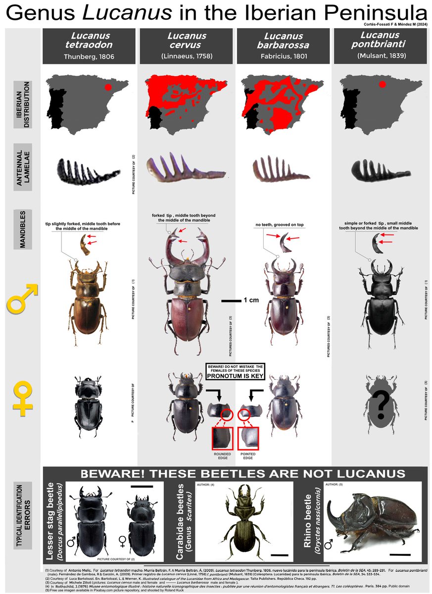 LÁMINA CIERVOS VOLANTES DE LA PENÍNSULA IBÉRICA, GRATIS. Hemos liberado este material en inglés y español para quien le interese. Si lo quieres a mayor calidad, tamaño póster, contacta conmigo y te lo envío: fernando.cfossati@urjc.es.  RT para darle difusión #ciencia #ecologia