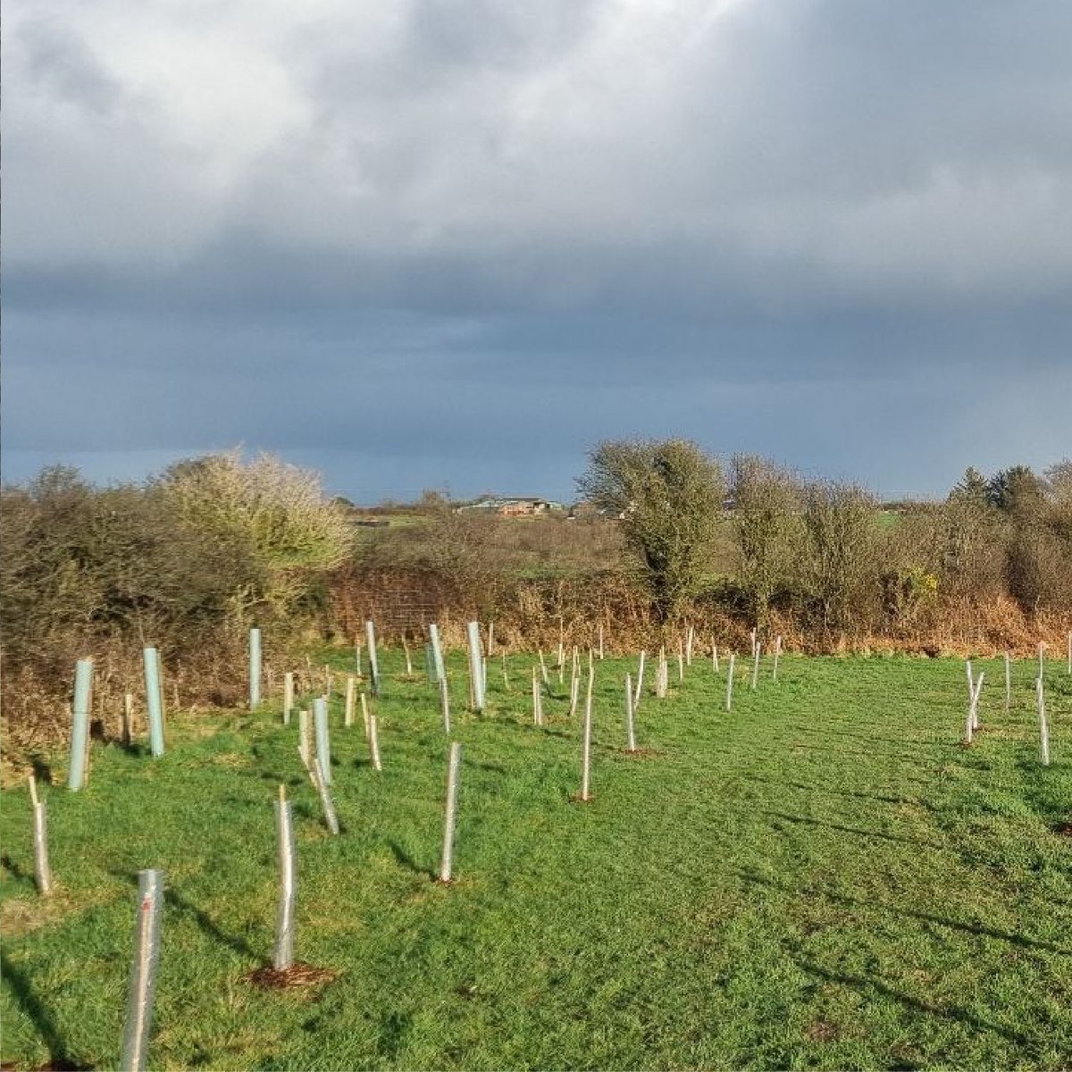 Leedam Natural Burial Grounds tweet media