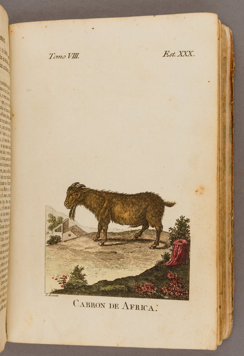 MCNBbiblioteca's tweet photo. 📙Avui al nostre #LlibreAnticMCNB, el 8è volum de "Historia natural, general y particular", publicat el 1791 a Madrid
🐐A la imatge: "Cabron de Africa"
👉https://t.co/ofA4gmXFIn
👀Llibre digitalizat disponible!
#MuseuObert https://t.co/JCJQNqXwX5