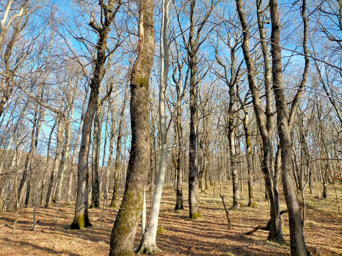 Middle Spotted #Woodpecker has spread quite recently to the #Karst, in the span of cca 10 years. In Feb 2014 we saw our first Middle Spot in this region. Then we began with targeted censuses in SW #Slovenia. Today the species is relatively widespread wherever there's mature #oaks