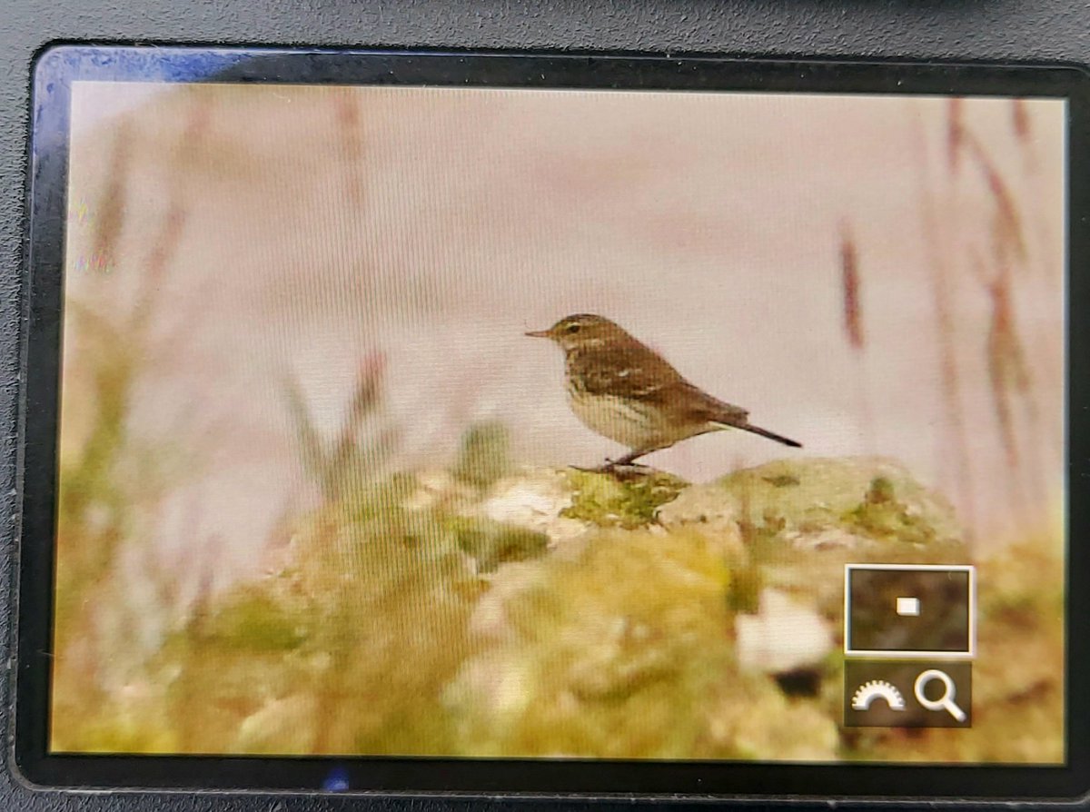 Water Pipit on the Humber near King George Dock, Hull, on my <a href="/WoldEcology/">Wold Ecology</a> surveys this a.m - I've been looking for one for an age here, so very satisfying to finally bump into one! Also 2 Jack Snipe in the riverside grassland here.