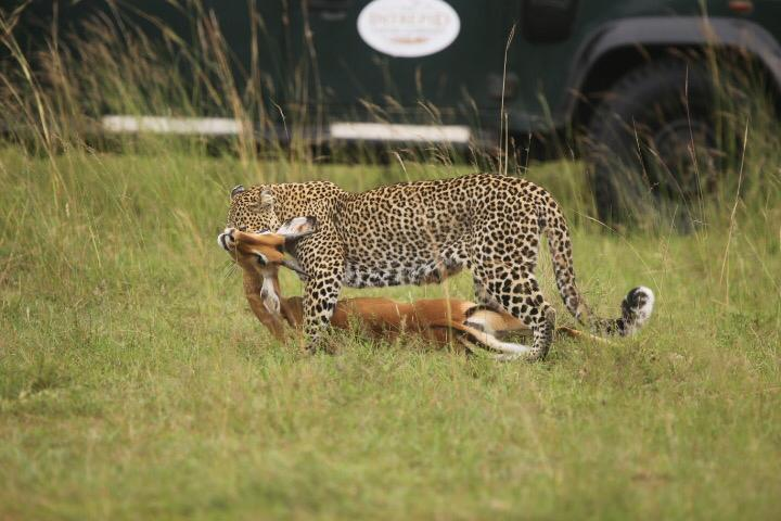 MaraIntrepids's tweet photo. An antelope succumbing to the lethal embrace of one of the Maasai Mara's most formidable felines. Rely on us to cater to your safari needs, offering the opportunity to witness extraordinary wildlife encounters.
#Journeywithheritagekenya #ExploreMIC https://t.co/VVB9YFNOg6