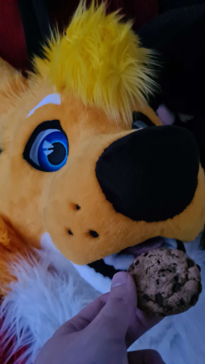 fooximus's tweet photo. Did somebody give me cookie as Valentine's day gift?

#furry #fursuit #fursuiter #finnishfurry #furrymemes #valentinesday https://t.co/jURdeCS8y9