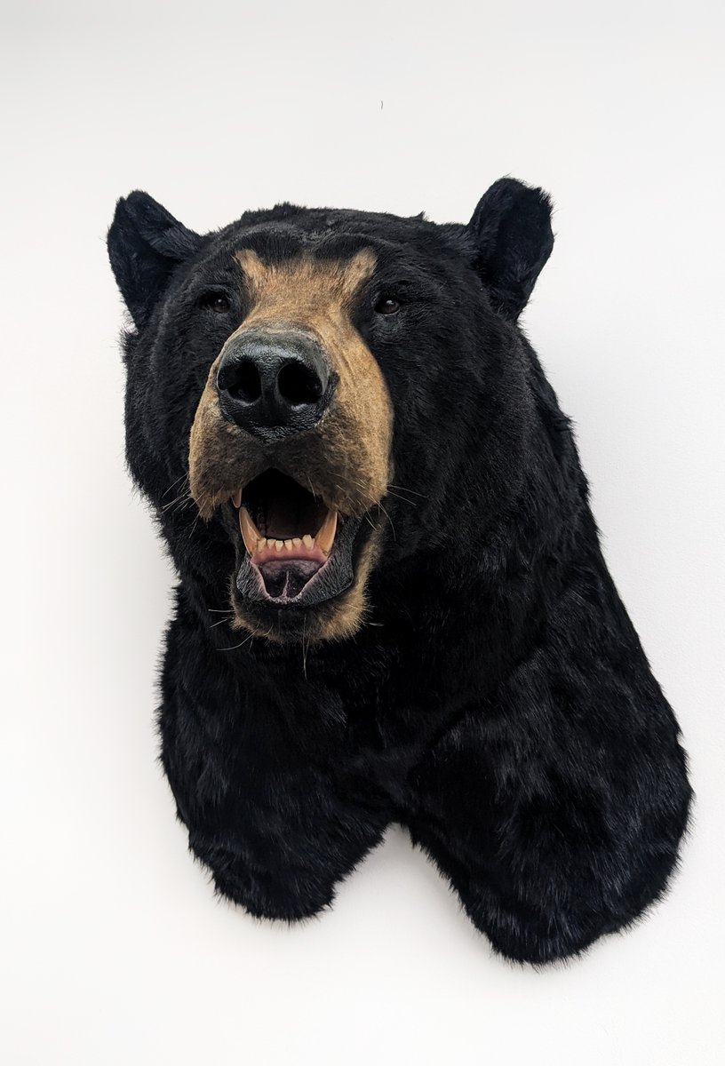 animalreplicas's tweet photo. Our Black Bear replica

#BlackBear #taxidermy #Bears #art https://t.co/cd2DQXpDzb