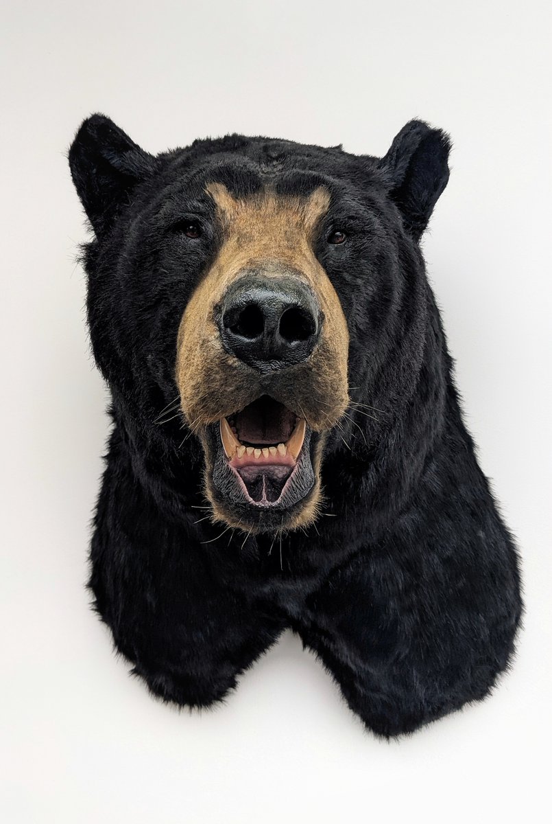 animalreplicas's tweet photo. Our Black Bear replica

#BlackBear #taxidermy #Bears #art https://t.co/cd2DQXpDzb