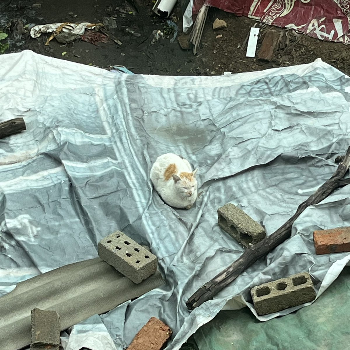 ⚡PIKA-ZHI (@pika_zhi) on Twitter photo 