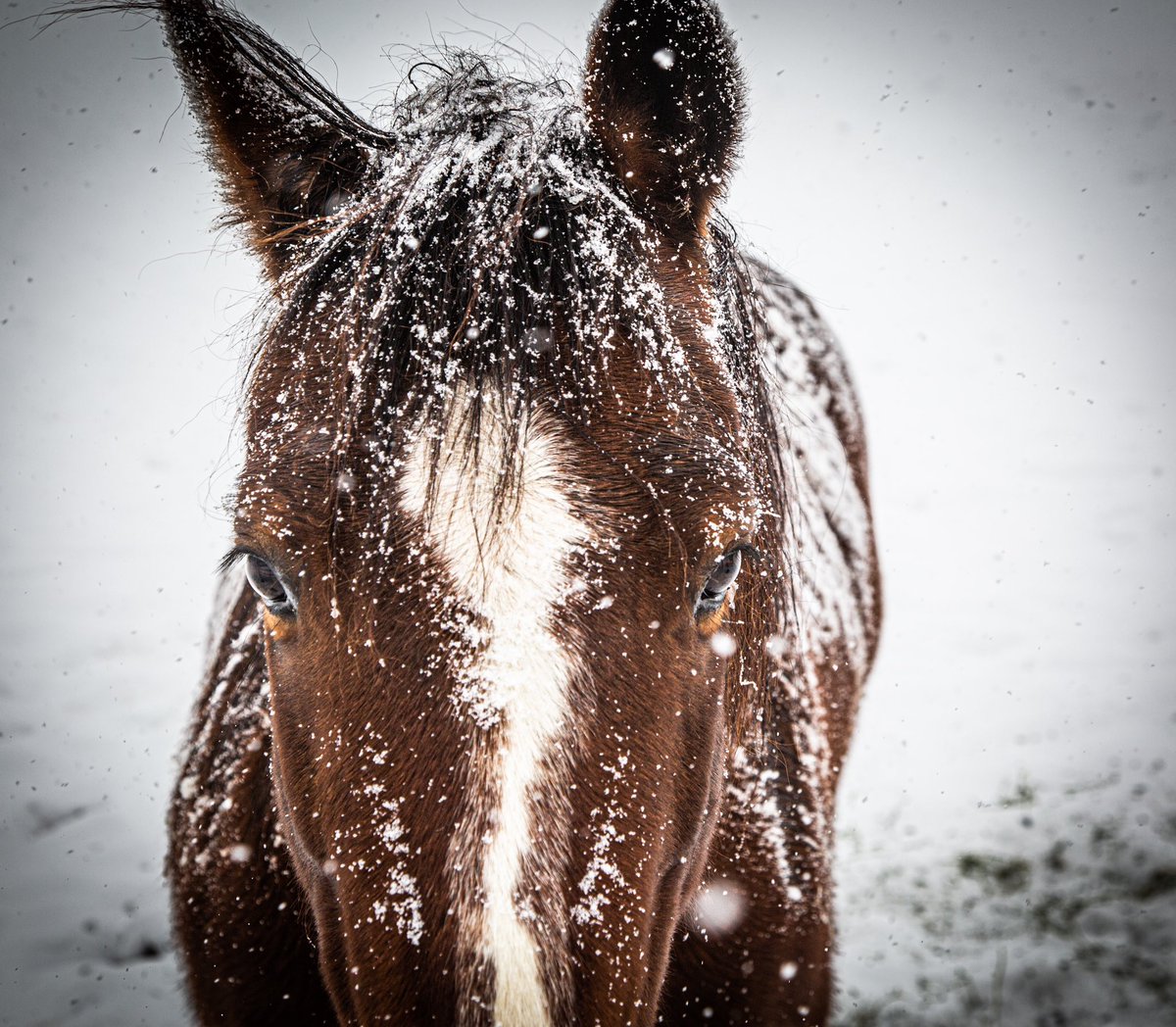 'Good horses make short miles.' 

- Chris LeDoux 
.
.
.
.
.
.
#chrisledoux #xitranch #horses #xitranch #tenintexas #snow #ranchlife #western #texas #colorado #ranch