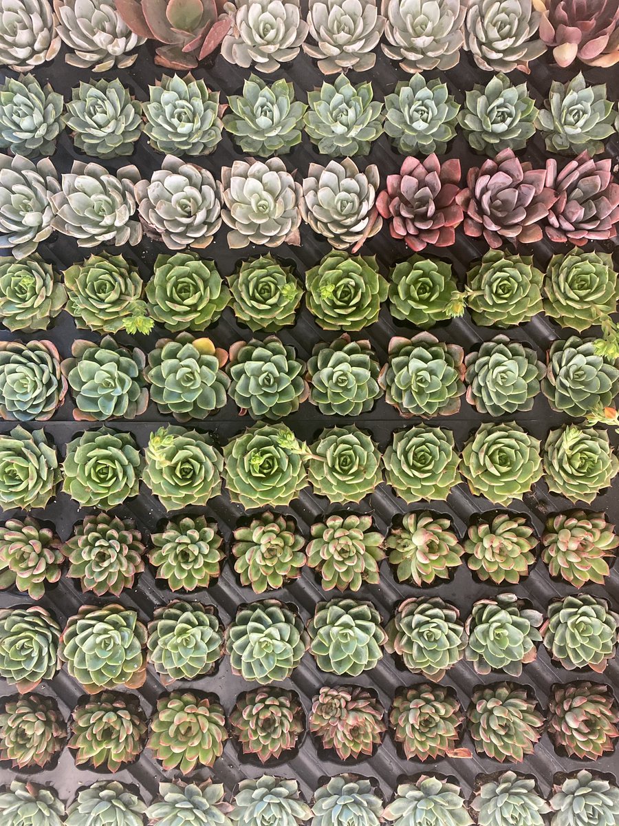 sofloco's tweet image. @sofloco