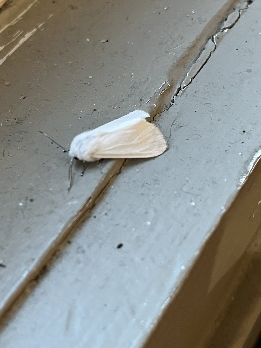 Alain Pronkin tweet media