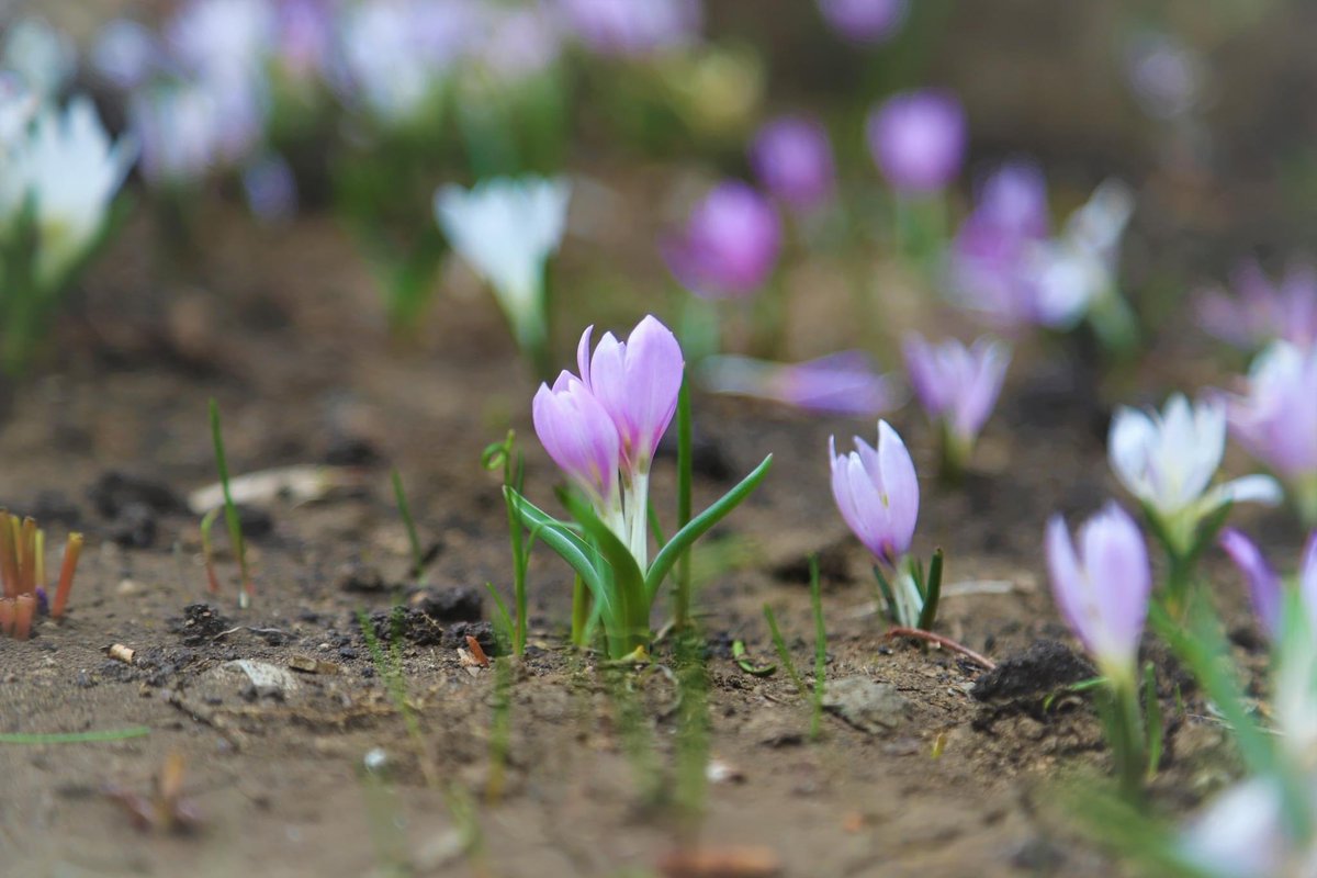 🌱💜 Merendera trigyna - ენძელა #Tbilisi #botanical #garden #plants #winter