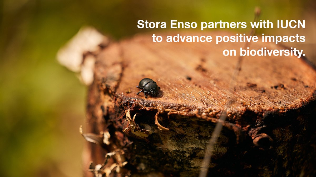 Stora Enso and @IUCN join forces to drive positive impacts on #biodiversity.🌿The partnership focuses on further developing a brand-new framework created by Stora Enso to forecast, measure, and adapt actions for net positive biodiversity impact. Read more👉hubs.li/Q02kR43D0