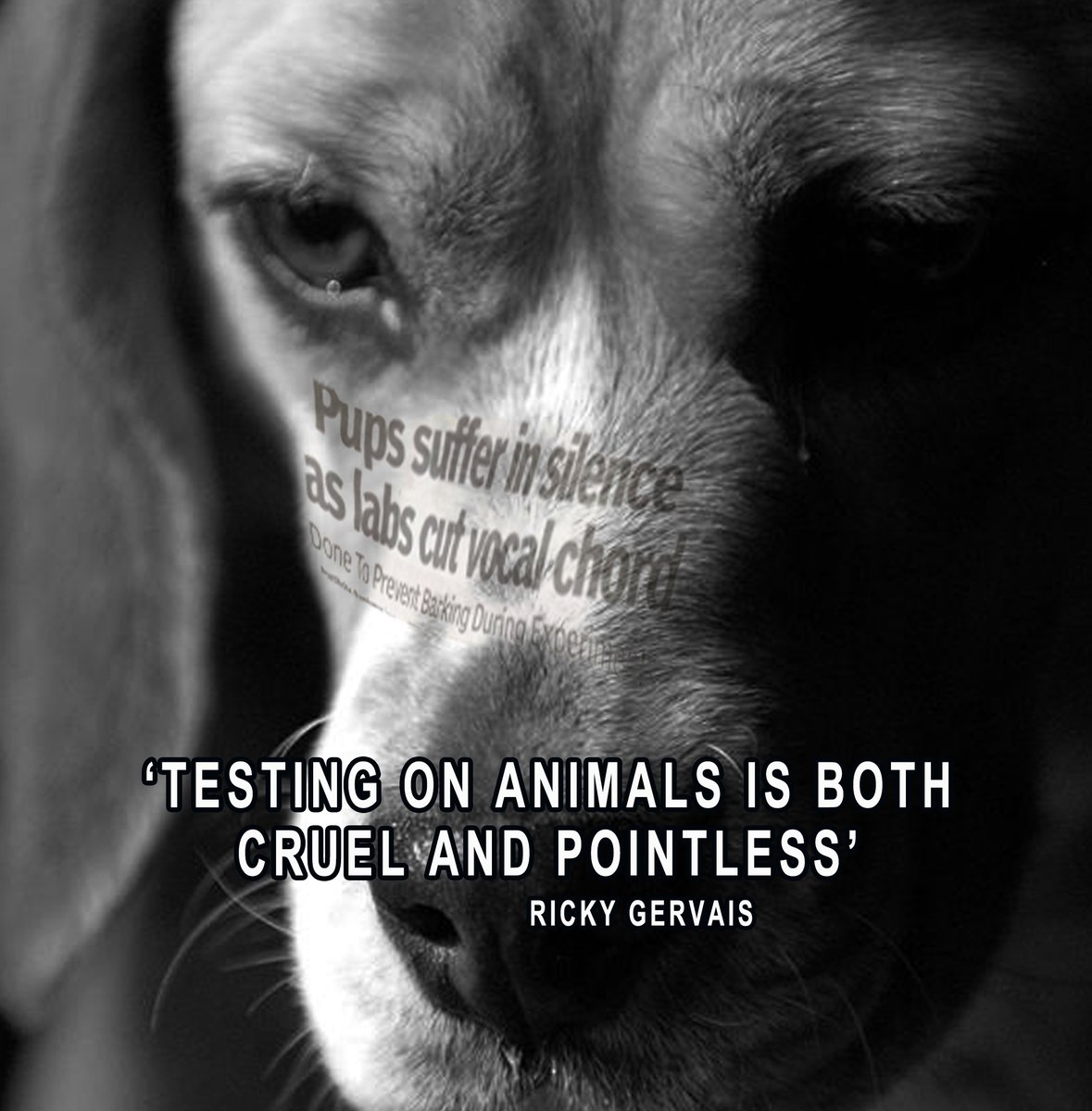 _AnimalAdvocate's tweet image. #AnimalTesting will stop the moment you give modern science a chance to prove that the old science is cruel bullshit.🤔

Help @BetsyAmbassador to #EndAnimalTesting🆘

Please sign #EDM25 @Keir_Starmer🙏

@RickyGervais @BetsyAmbassador @PeterEgan6 @ChrisGPackham @Protect_Wldlife