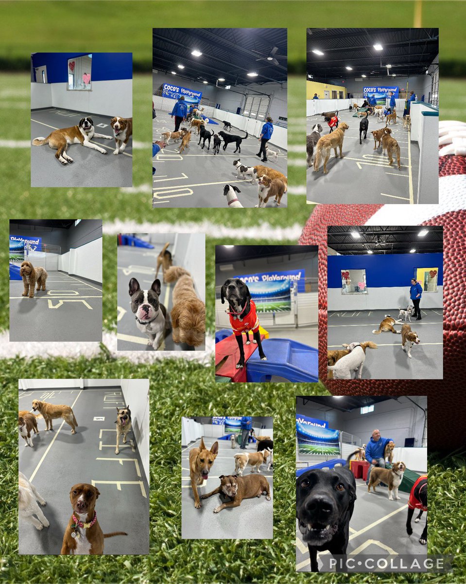 WhataRuffLife's tweet photo. Puppy Bowl  2024 🐾🏈 https://t.co/PLA4dTlhJe