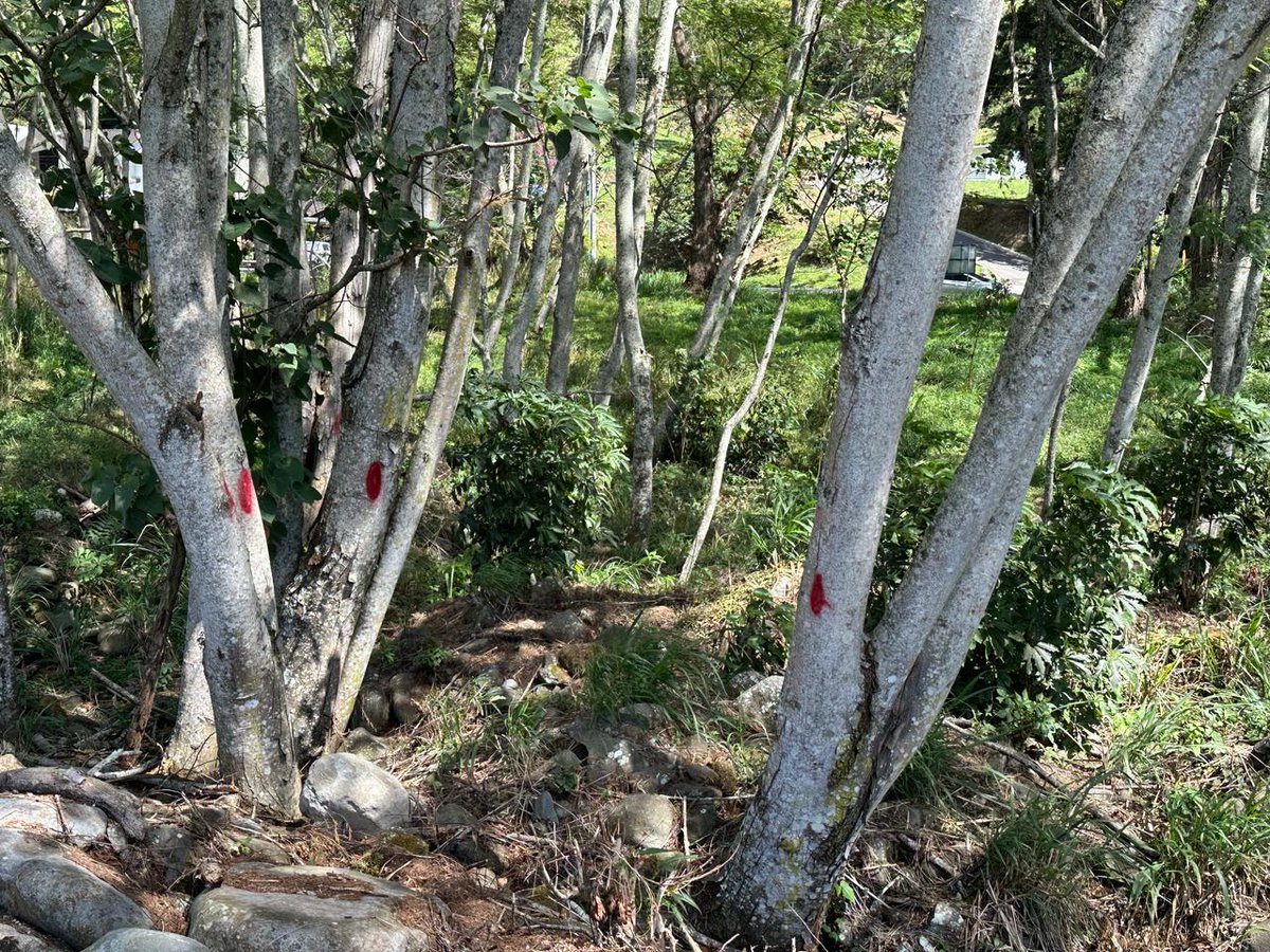 donderisja's tweet photo. ignorando con ello el desastre y la historia de graves inundaciones, que incluyen; tanto perdidas humanas, como graves perdidas materiales.
Pueblo Boqueteño, estás en Riesgo, no dejes y no permitas daños ambientales. https://t.co/S9YG5pWeDo
