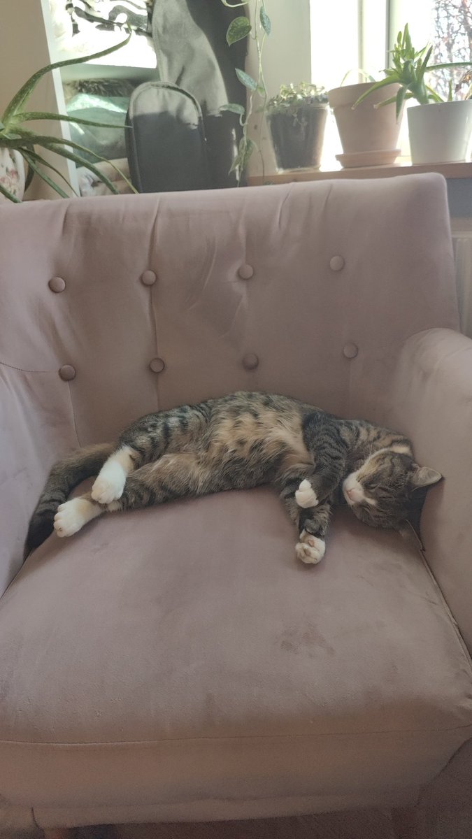 Parksbabe's tweet photo. Can't believe it's two years since today that we picked this little gremlin up. 💜💜 I love you so much my little Cleocatra, you've added so much joy (and trouble) to my everyday 💜💜 https://t.co/qx2phyoDyY