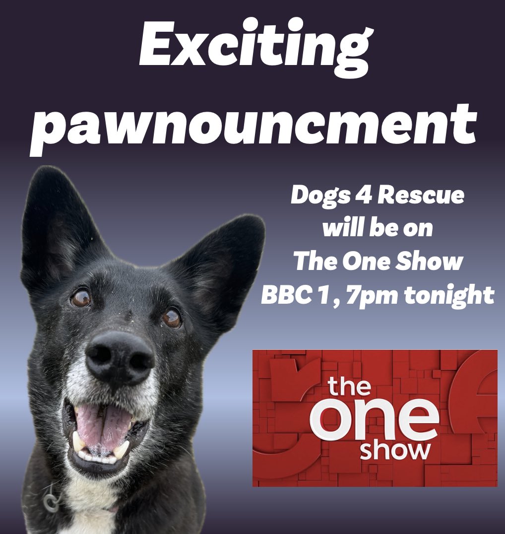 Dogs 4 Rescue (@dogs4rescue) on Twitter photo 🥁 We’re on the <a href="/BBCTheOneShow/">BBC The One Show</a> tonight. Tune in at 7pm on BBC 1 to watch a feature on our kennel-free rescue 📺🐶🐶🐶 🥁 We’re on the <a href="/BBCTheOneShow/">BBC The One Show</a> tonight. Tune in at 7pm on BBC 1 to watch a feature on our kennel-free rescue 📺🐶🐶🐶