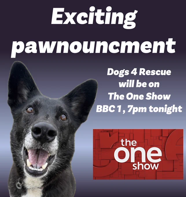 Image from Dogs 4 Rescue (@Dogs4Rescue)