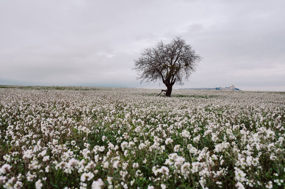 Un campo en barbecho que se ha llenado de oruga silvestre.

📸 Teresa Salvador

#EstaEsMiTierra #fotodeldía <a href="/aragontv/">Aragón TV</a>