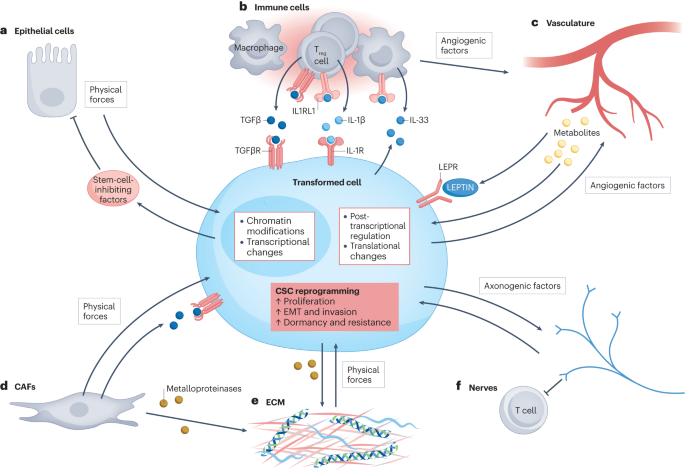 NEW content online! Beyond genetics: driving cancer with the tumour microenvironment behind the wheel dlvr.it/T2hjdj