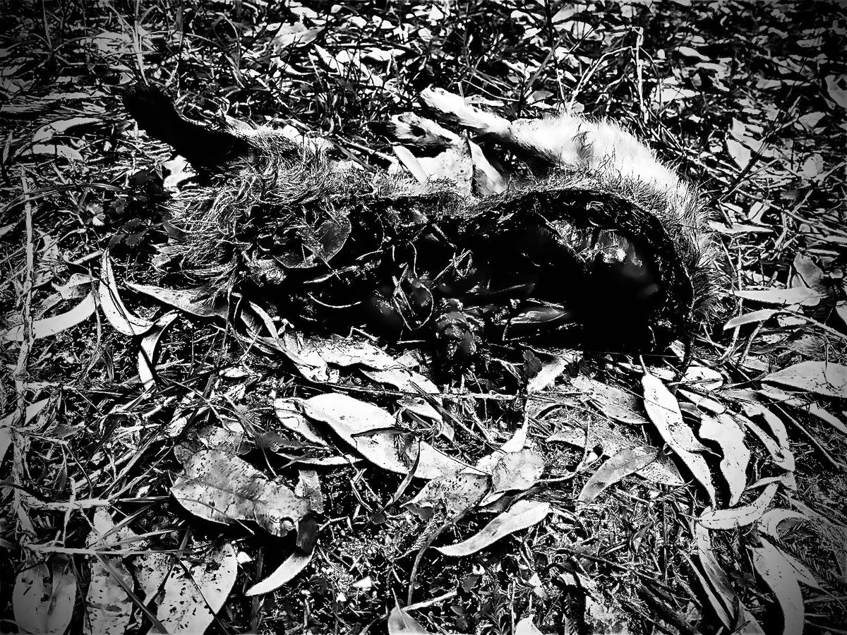adnnoticiasmx's tweet photo. ⚠️Advertencia de imágenes ⚠️ 

🔴¡Encuentran otro perrito asesinado en el Bosque de Nativitas! El modus operandi es el mismo: tiene signos de tortura y se encontró sin órganos, ya van más de 20 casos... 

En adn40 hemos dado cobertura especial a estos casos 

#AbrimosHilo 🧵 https://t.co/LZZNj0vxTh