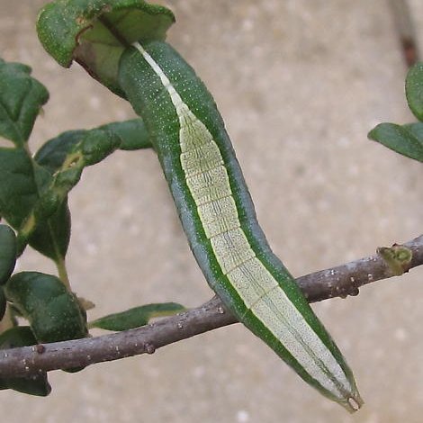 scottpegan's tweet image. Why on Earth does this caterpillar have this beautiful stripe on its back? #WTFevolution?! (📸:rjspeer) 😍