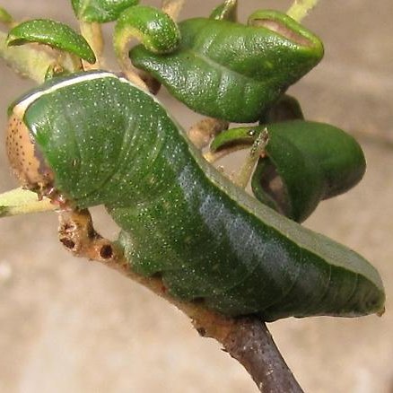 scottpegan's tweet image. Why on Earth does this caterpillar have this beautiful stripe on its back? #WTFevolution?! (📸:rjspeer) 😍