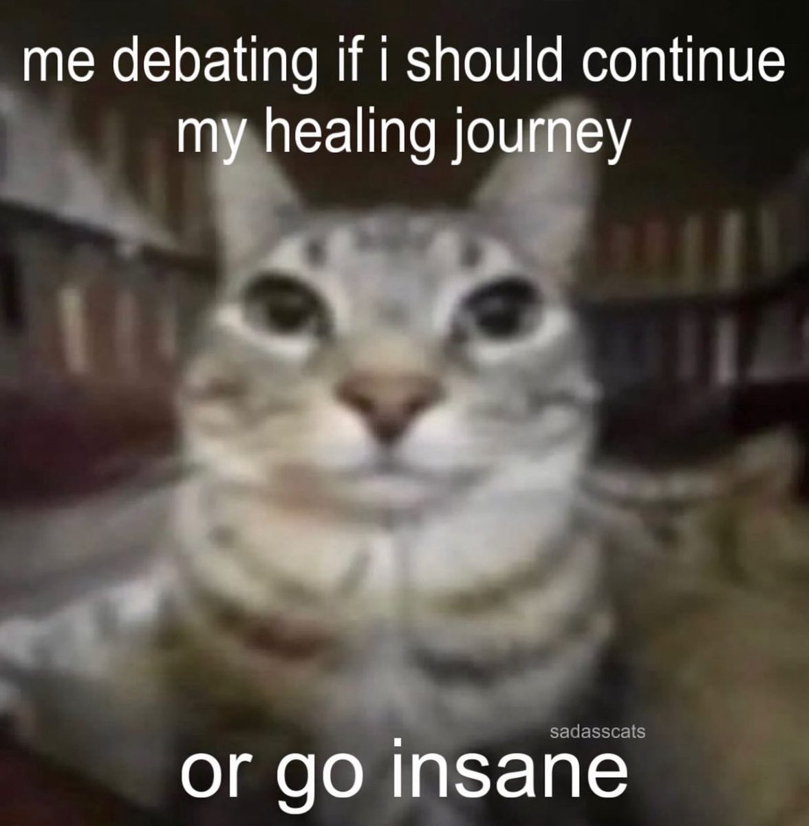 LiterallyMeCats (@literallymecats) on Twitter photo 