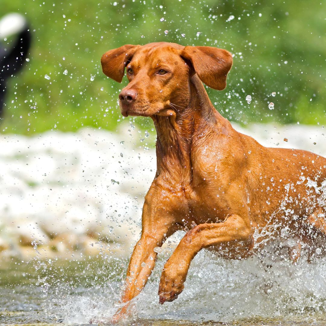 Bunsen, Beaker, Bernoulli & Brix tweet media